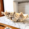 Large Vintage Clam Shell With Coral