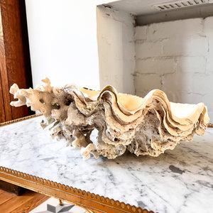 Large Vintage Clam Shell With Coral