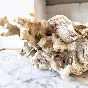 Large Vintage Clam Shell With Coral