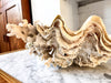 Large Vintage Clam Shell With Coral