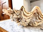 Load image into Gallery viewer, Large Vintage Clam Shell With Coral
