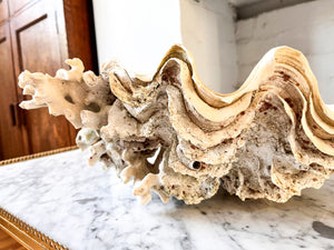 Large Vintage Clam Shell With Coral