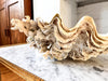Large Vintage Clam Shell With Coral