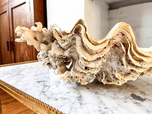 Large Vintage Clam Shell With Coral