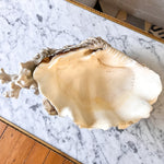 Load image into Gallery viewer, Large Vintage Clam Shell With Coral
