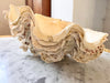 Large Vintage Clam Shell With Coral