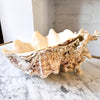 Large Vintage Clam Shell With Coral