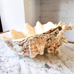 Load image into Gallery viewer, Large Vintage Clam Shell With Coral
