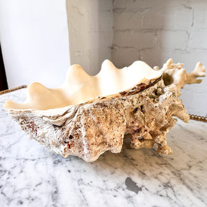 Large Vintage Clam Shell With Coral