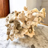 Large Vintage Clam Shell With Coral