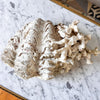 Large Vintage Clam Shell With Coral