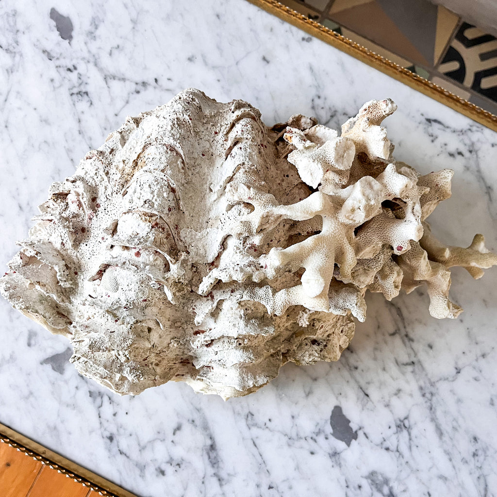 Large Vintage Clam Shell With Coral