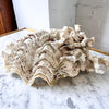 Large Vintage Clam Shell With Coral
