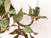 A Pair Of French Vintage Dark Green Leaf Wall Sconces