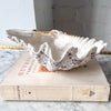 Vintage Clam Shell - Small