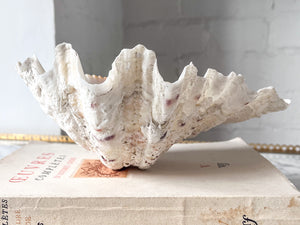 Vintage Clam Shell - Medium