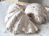 Vintage Clam Shell - Medium