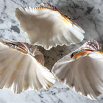 Load image into Gallery viewer, Vintage Clam Shell - Medium
