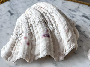 Vintage Clam Shell - Medium