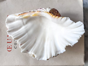 Vintage Clam Shell - Small