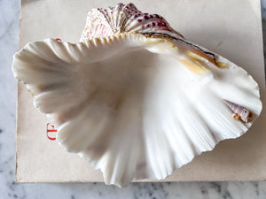 Vintage Clam Shell - Small