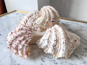 Vintage Clam Shell - Small