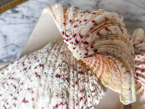 Vintage Clam Shell - Small