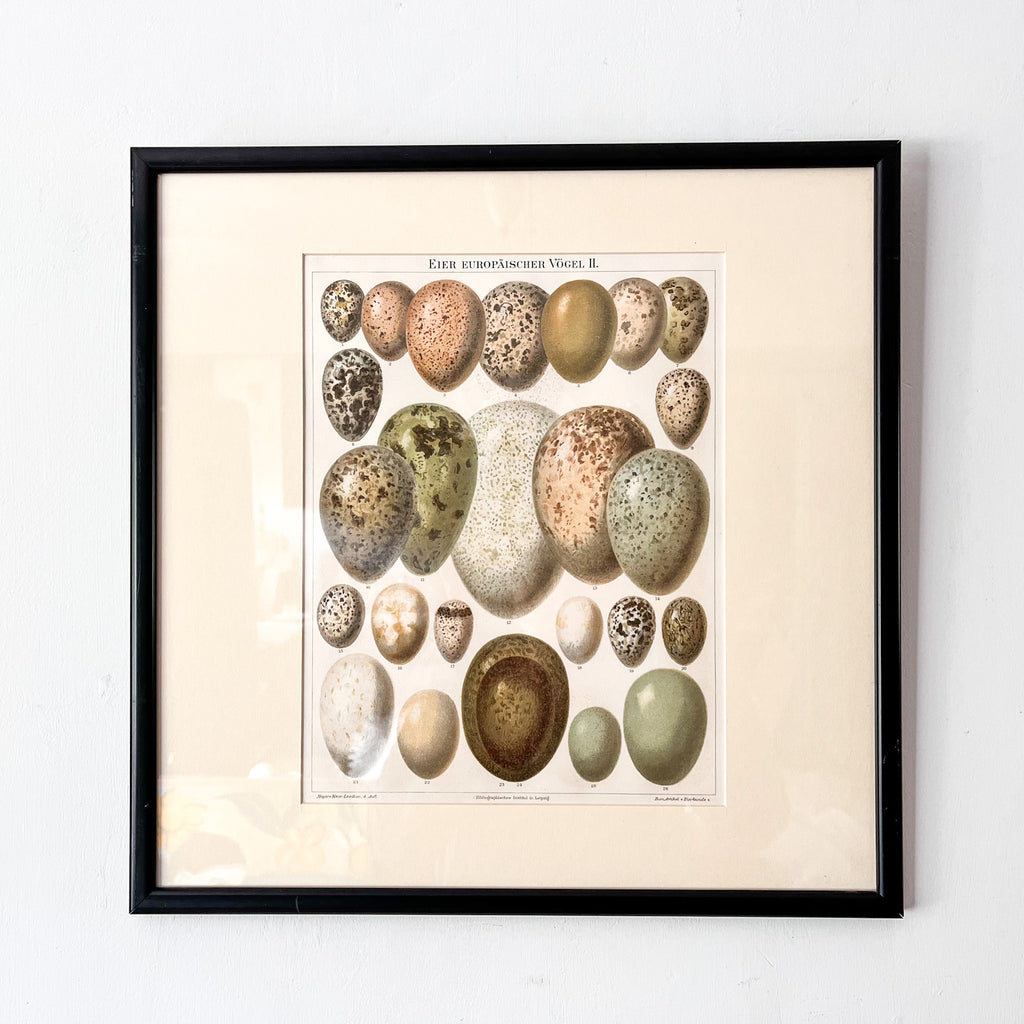 Pair Of Framed Antique German Book Plates Depicting Eggs