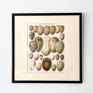 Pair Of Framed Antique German Book Plates Depicting Eggs