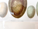 Load image into Gallery viewer, Pair Of Framed Antique German Book Plates Depicting Eggs
