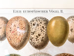 Load image into Gallery viewer, Pair Of Framed Antique German Book Plates Depicting Eggs
