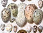 Load image into Gallery viewer, Pair Of Framed Antique German Book Plates Depicting Eggs
