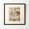 Pair Of Framed Antique German Book Plates Depicting Eggs
