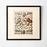 Load image into Gallery viewer, Pair Of Framed Antique German Book Plates Depicting Eggs
