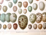 Load image into Gallery viewer, Pair Of Framed Antique German Book Plates Depicting Eggs
