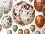 Load image into Gallery viewer, Pair Of Framed Antique German Book Plates Depicting Eggs
