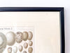 Pair Of Framed Antique German Book Plates Depicting Eggs