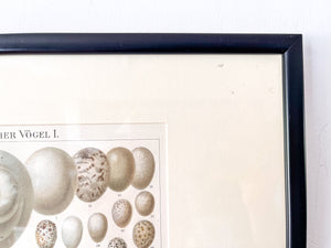 Pair Of Framed Antique German Book Plates Depicting Eggs