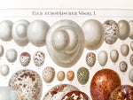 Load image into Gallery viewer, Pair Of Framed Antique German Book Plates Depicting Eggs
