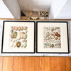 Pair Of Framed Antique German Book Plates Depicting Eggs