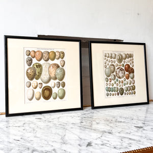 Pair Of Framed Antique German Book Plates Depicting Eggs
