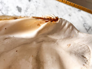Very Large Vintage Clam Shell