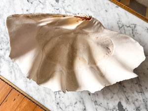 Very Large Vintage Clam Shell