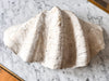 Very Large Vintage Clam Shell