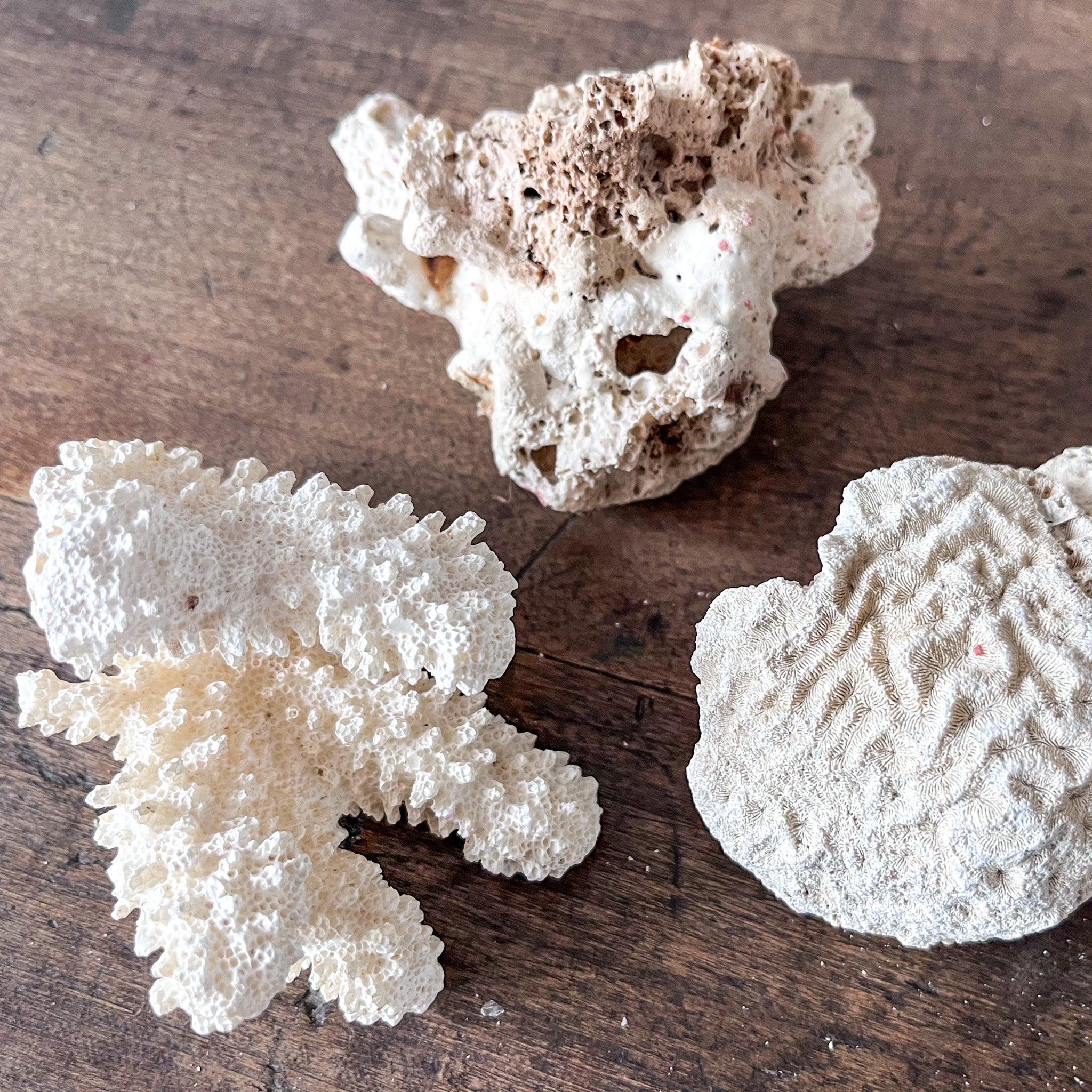 A Group Of Three Small Antique Coral Pieces