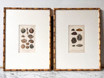 Load image into Gallery viewer, Antique Shell Print In Vintage Faux Bamboo Frame

