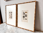 Load image into Gallery viewer, Antique Shell Print In Vintage Faux Bamboo Frame
