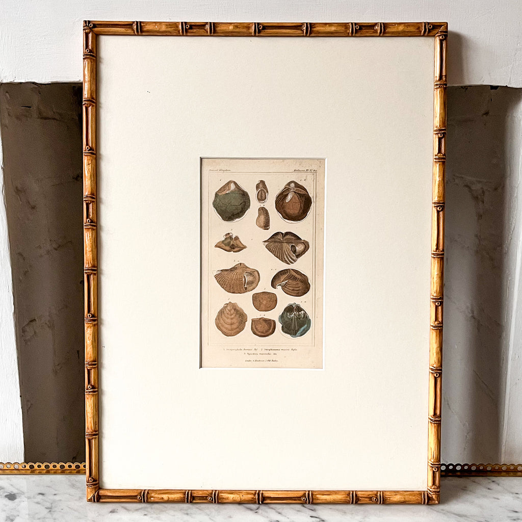 Antique Shell Print In Vintage Faux Bamboo Frame