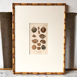 Load image into Gallery viewer, Antique Shell Print In Vintage Faux Bamboo Frame
