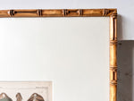 Load image into Gallery viewer, Antique Shell Print In Vintage Faux Bamboo Frame
